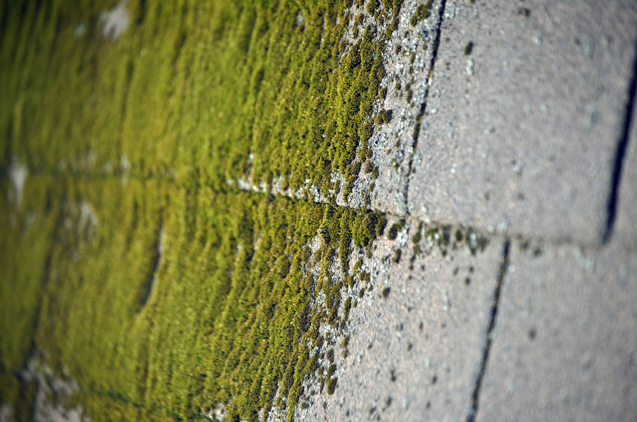 Moss growing on shingles.